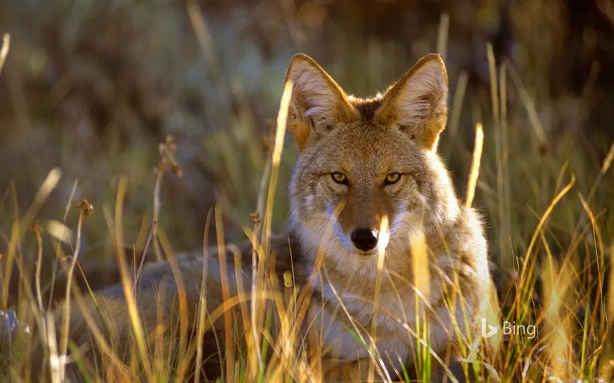 Coyote in Black Canyon of the Gunnison National Park, Colorado
