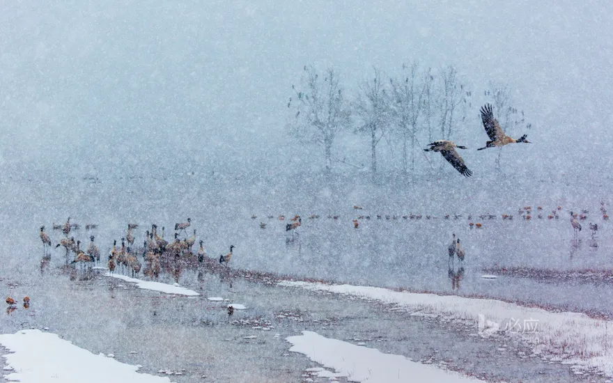 It's snowing, many black-necked cranes are flying in the snow