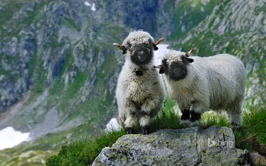 Valais blacknose sheep in Valais, Switzerland