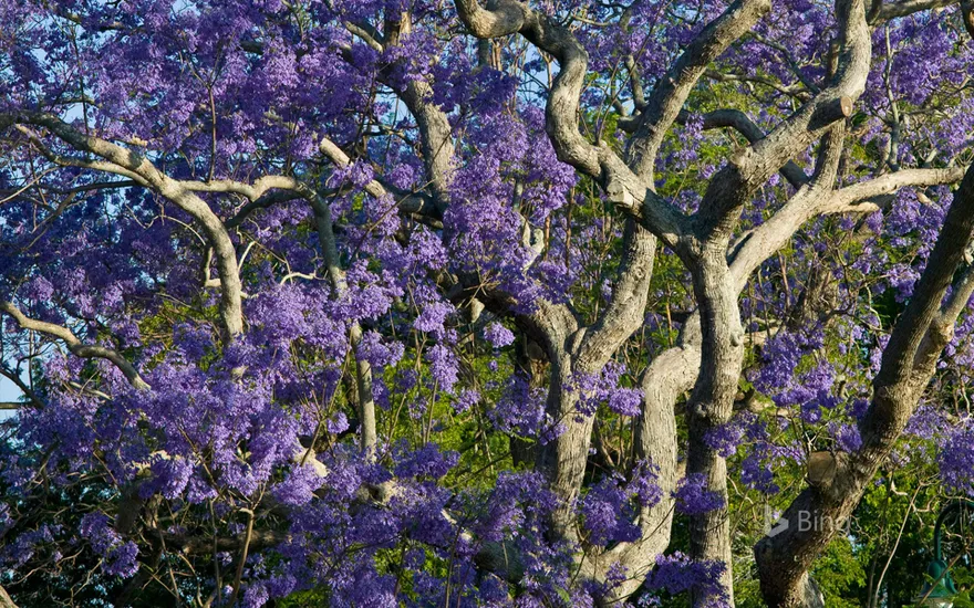 Blooming jacaranda trees in New Farm Park, Brisbane, Australia