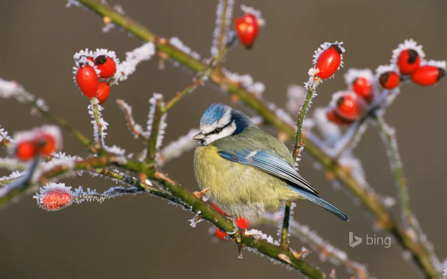Blue tit (Parus caeruleus) and rose hips in winter frost