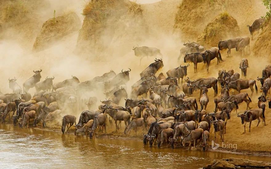 Blue wildebeest herd at the Mara River in Masai Mara National Reserve, Kenya