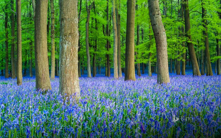 A carpet of bluebells in beech woodland, Hertfordshire
