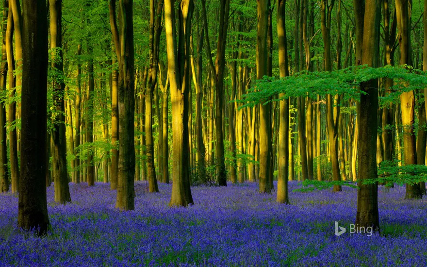 Bluebells in Micheldever Wood, Hampshire