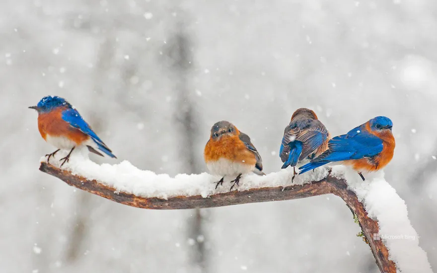 Eastern bluebirds in Charlotte, North Carolina