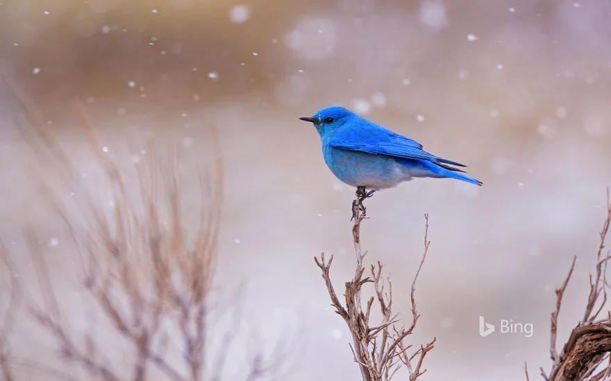 Male mountain bluebird in Yellowstone National Park, Wyoming