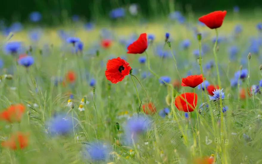 Meadow with common poppies and cornflowers, North Rhine-Westphalia, Germany