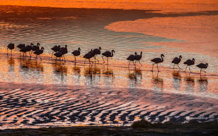 Flamingos in the Eduardo Avaroa Andean Fauna National Reserve in Bolivia