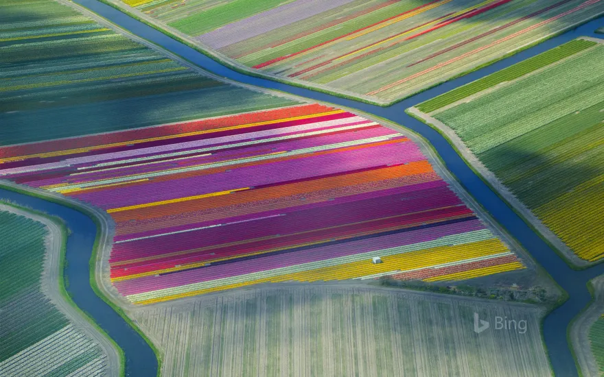 Tulip fields in the Duin- en Bollenstreek region, Netherlands