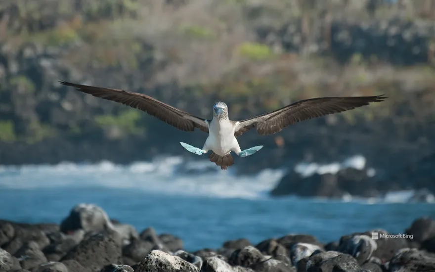 Blue-footed booby, Galápagos Islands, Ecuador