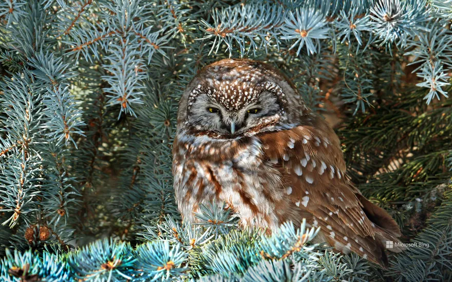 Boreal owl, Saskatchewan, Canada