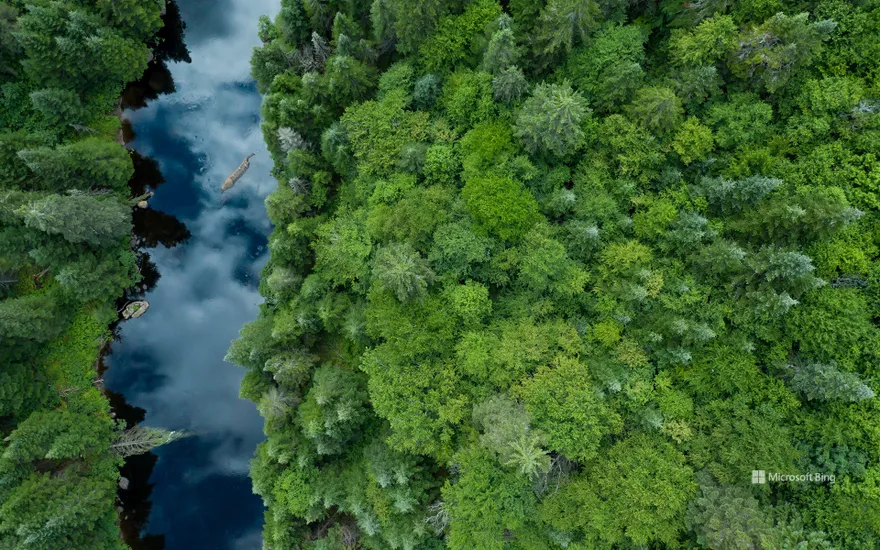 Aerial View of Boreal Forest in summer, Quebec