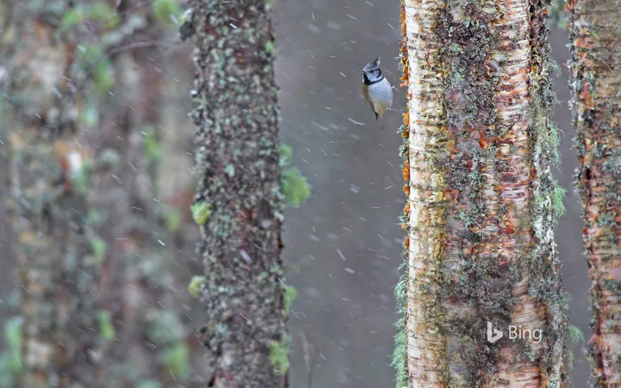 A European crested tit weathers a storm in Scotland