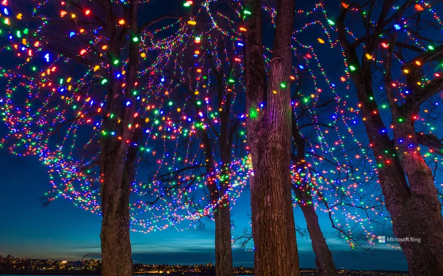 Christmas lights on trees at dusk, Vancouver, Canada