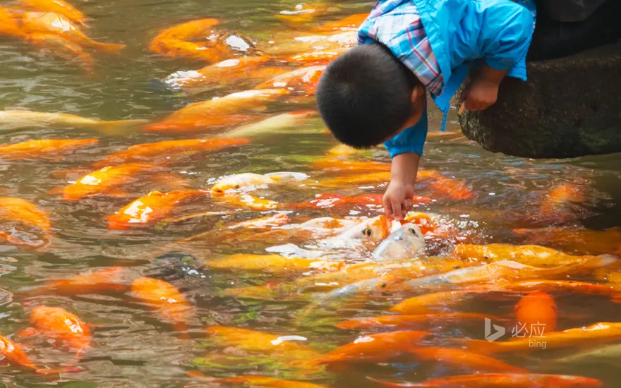 Little boy teasing school of fish in Yuyuan, Shanghai