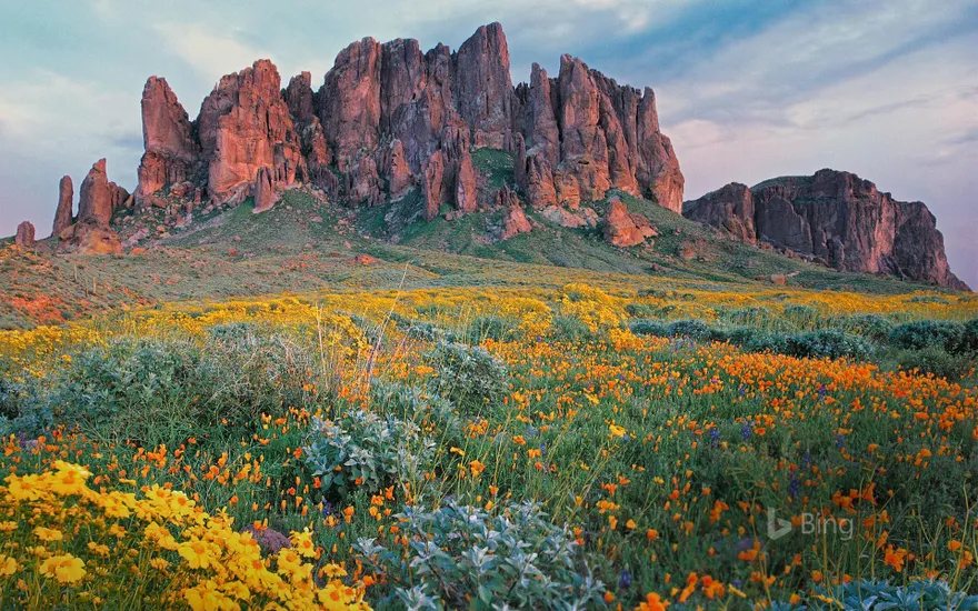 Wildflowers in bloom at Lost Dutchman State Park in Arizona