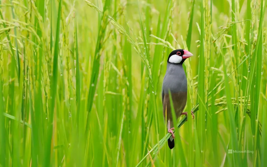 "Rice field Java sparrow" Thailand, Bangkok