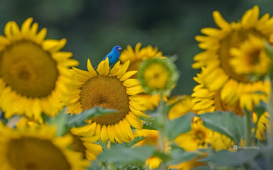 An indigo bunting on a sunflower