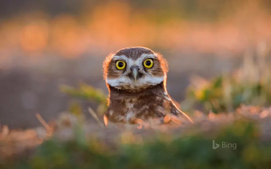 An adult burrowing owl emerges from its burrow at sunset in Davis, California
