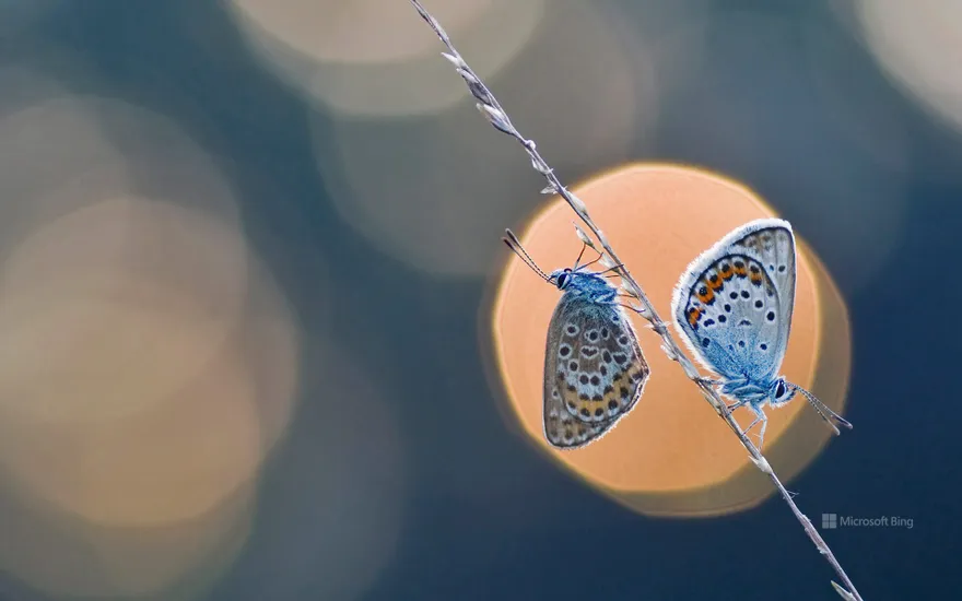 A pair of silver-studded blue butterflies