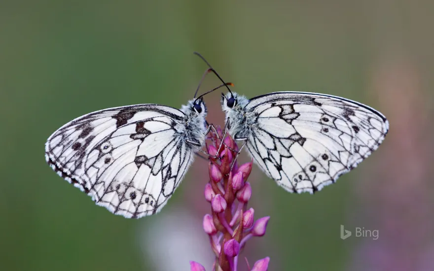 Marbled white butterflies, Alsace, France