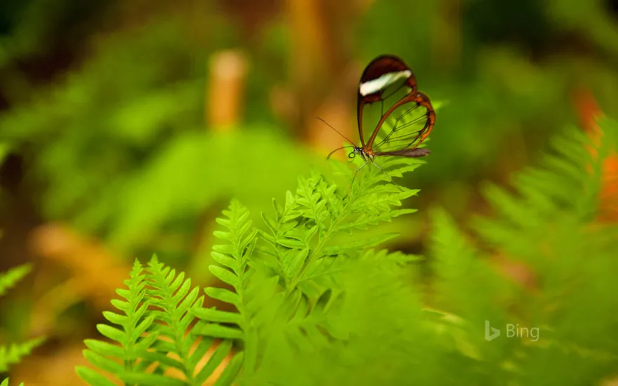 A glasswing butterfly perched on a leaf