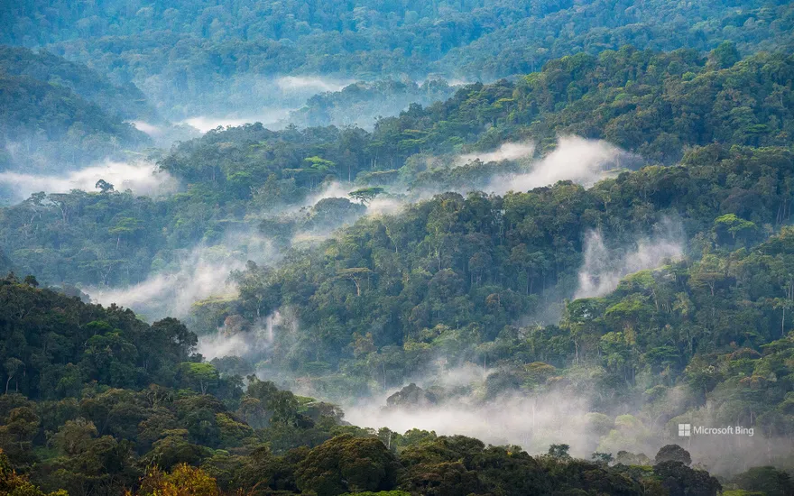 Bwindi Impenetrable National Forest, Uganda