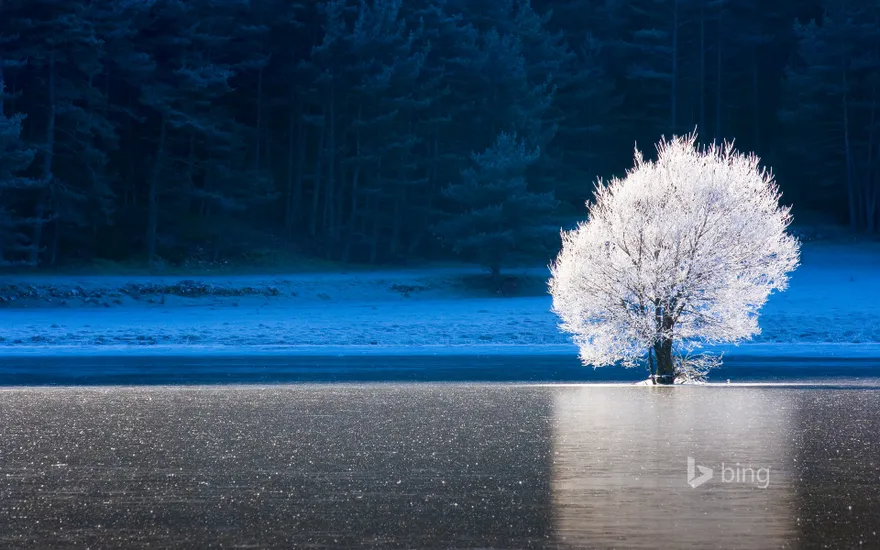 Frozen lake and frost-covered tree in Caille, Alpes-Maritimes, Provence-Alpes-Côte d’Azur, France