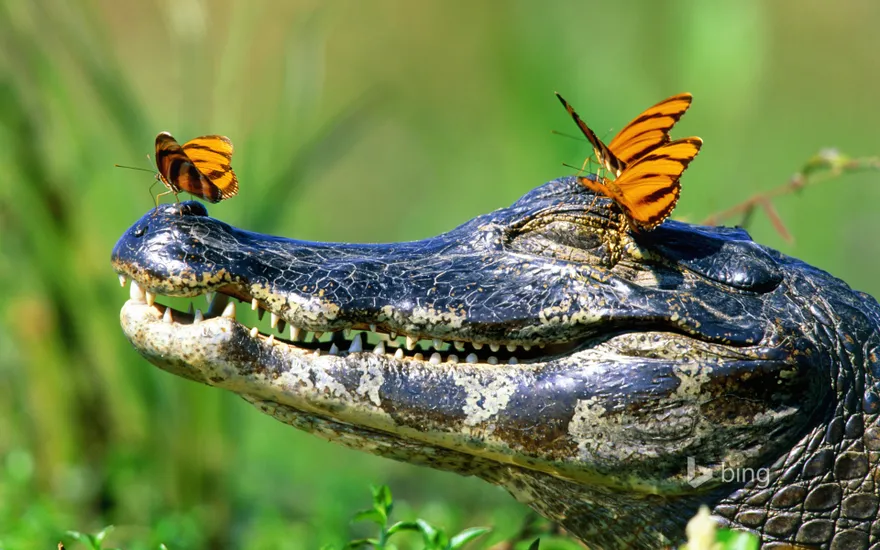 Butterflies resting on a caiman in the Pantanal, Brazil
