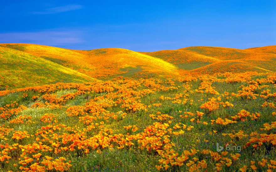 Antelope Valley Poppy Reserve near Lancaster, California