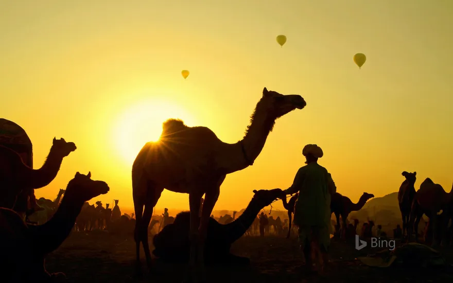Camels gather with their herders at the Pushkar Camel Fair, Rajasthan state, India