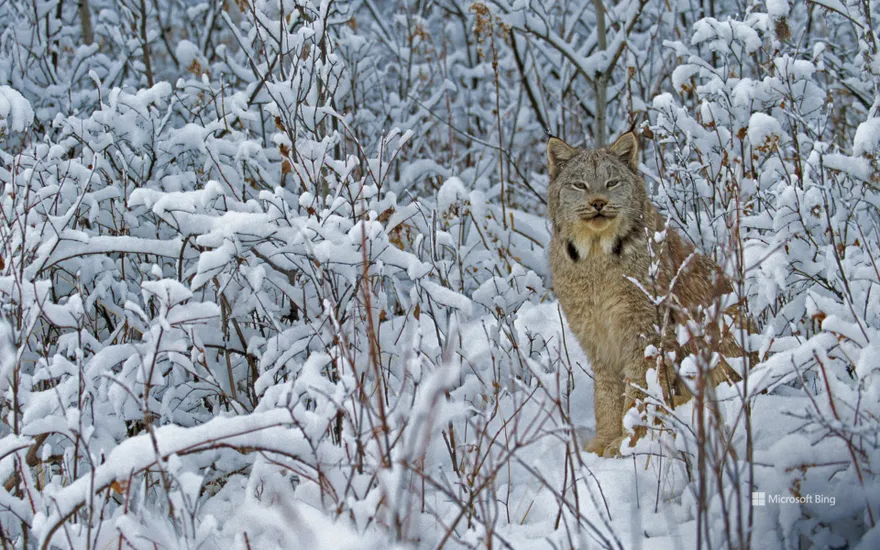 Canada lynx in Montana