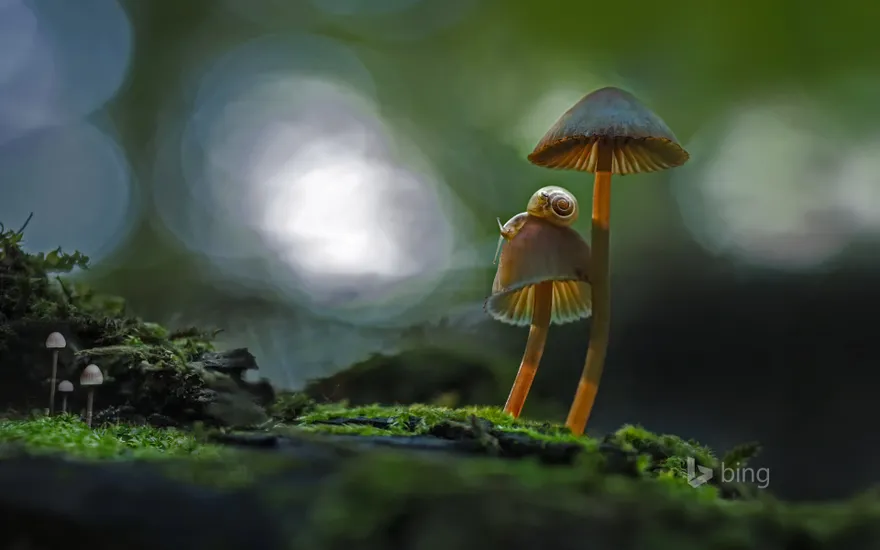 Two snails atop a mushroom