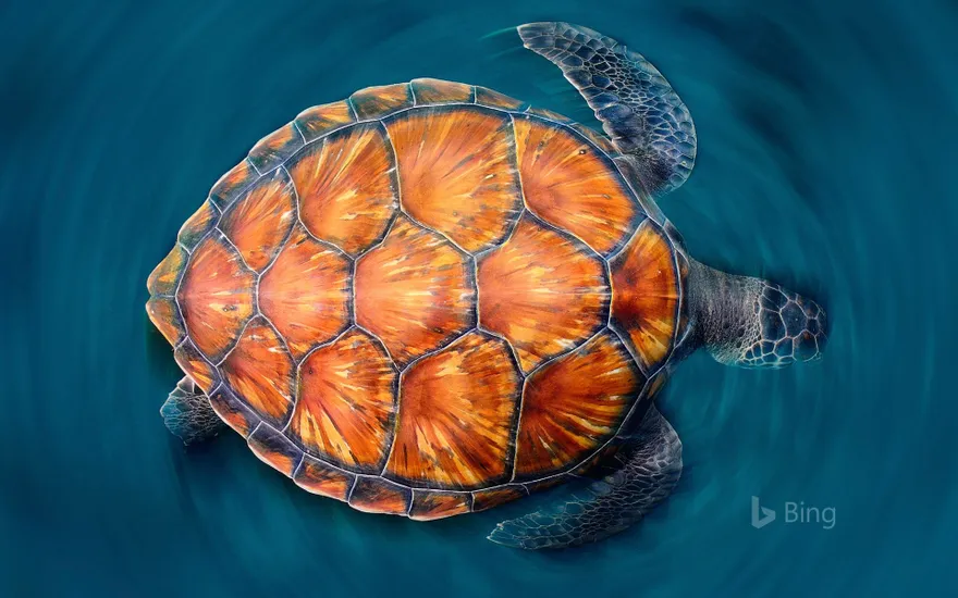 A green sea turtle shows off its shell