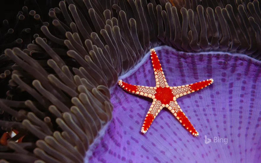 Necklace sea star on a magnificent sea anemone near Sipadan Island, Borneo