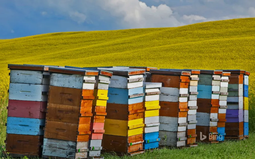 Beehive boxes in the Pembina Valley Region, Manitoba, Canada