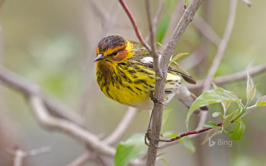 Male Cape May warbler in spring
