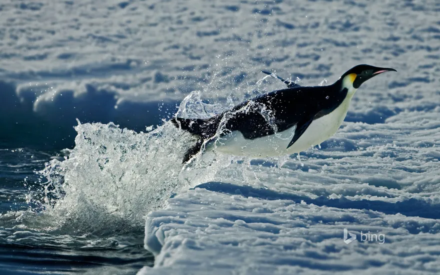 Emperor penguin, Cape Washington, Antarctica