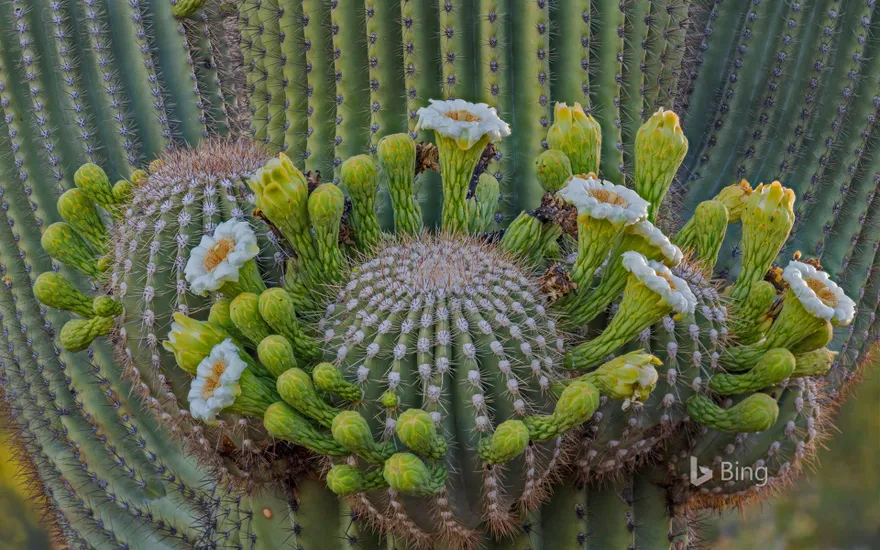 Saguaro cactus flowers, Coronado National Forest, Arizona, USA