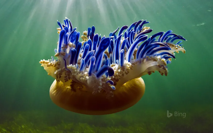 Upside-down jellyfish in Jardines de la Reina National Park, Cuba