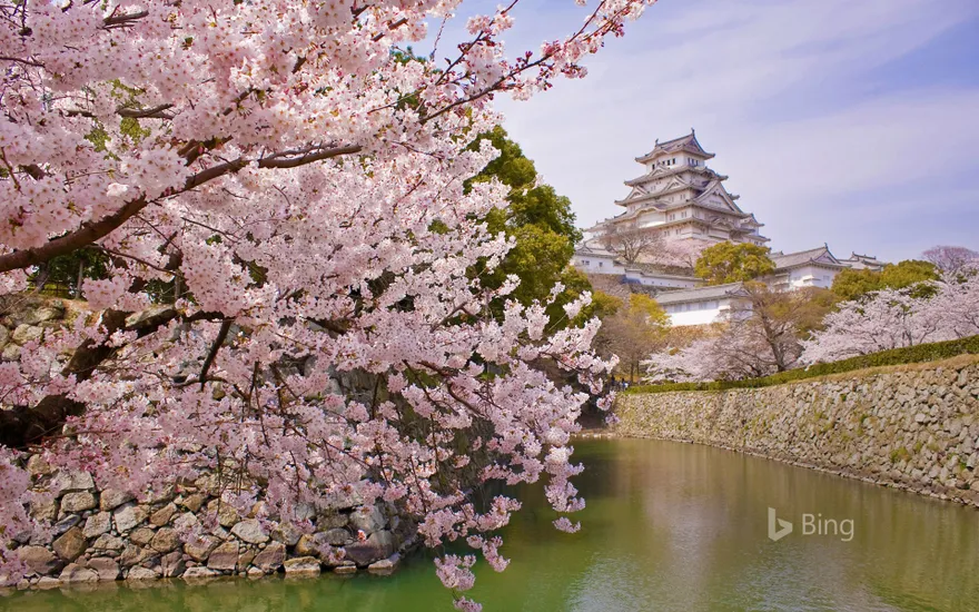 Cherry blossoms and Himeji Castle in Himeji, Japan