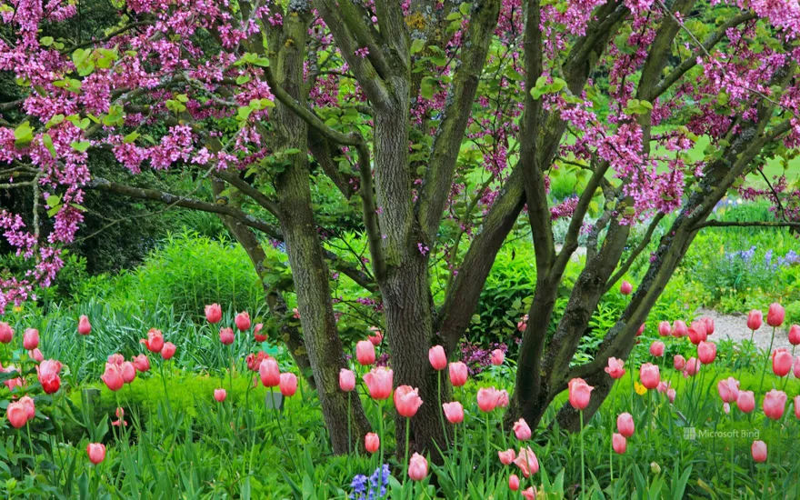 Judas tree with tulips and Atlantic hare bells, Germany