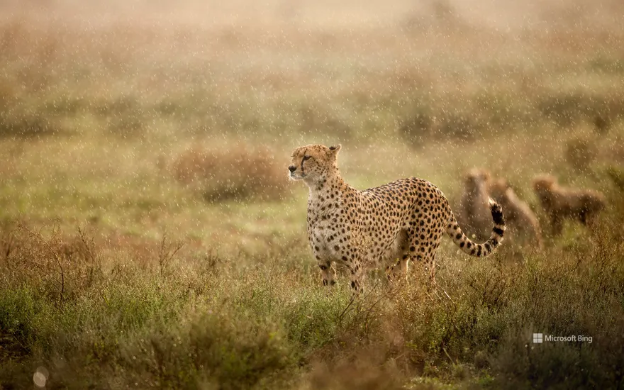 Cheetah, Ndutu Plains, Ngorongoro Conservation Area, Tanzania