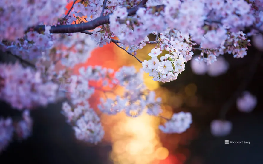 Cherry blossoms along the Meguro River, Tokyo