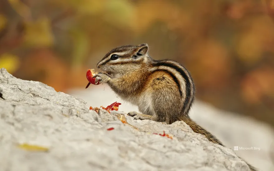 Least Chipmunk (Tamias minimus) adult, feeding on berries in Autumn, Jasper National Park, Alta.
