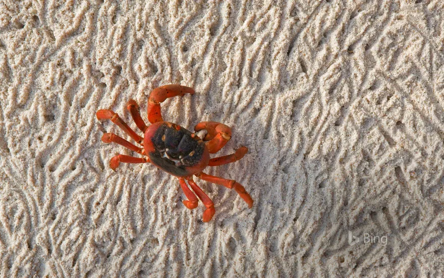 A Christmas Island red crab during its migration