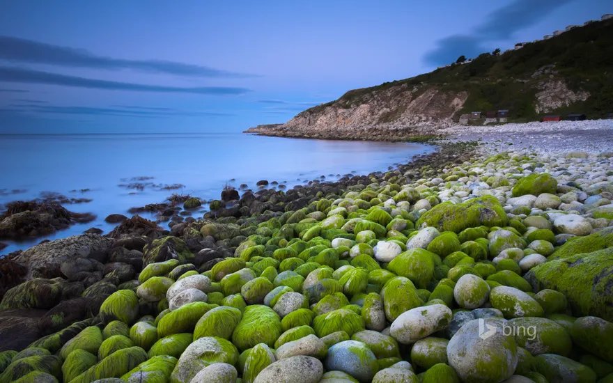 Algae-covered pebbles at Church Ope Cove, Dorset, England