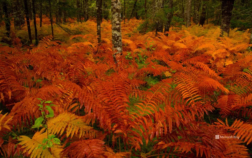 Cinnamon fern meadow near St. Mary's River, Nova Scotia