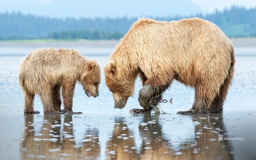 Brown bear mother and cub, Lake Clark National Park and Preserve, Alaska
