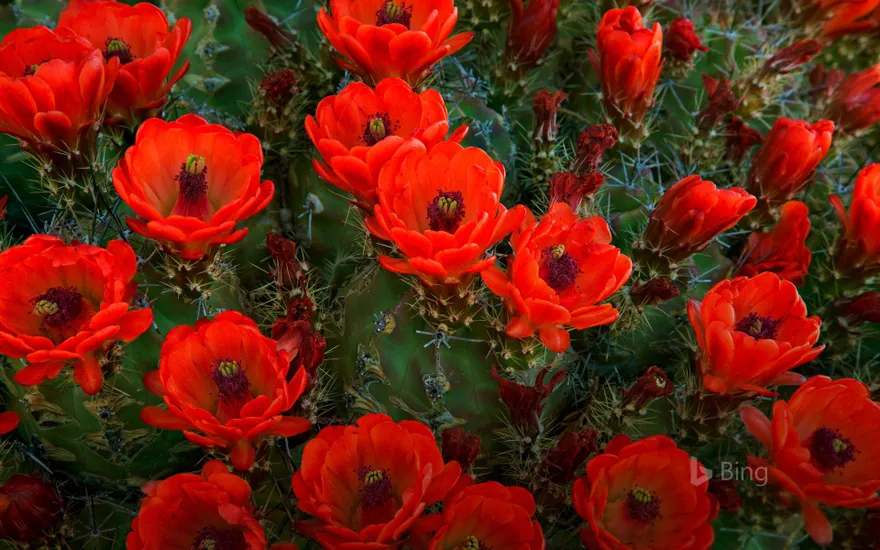 Claret cup cactus, Guadalupe Mountains National Park, Texas